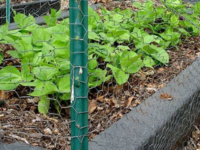 Some green plants are fenced by the chicken wire.