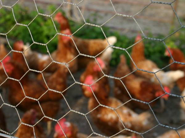Several chickens in the poultry netting enclosed area.