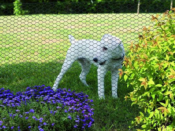 A dog is block out of the garden.