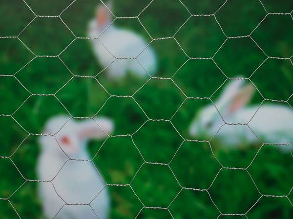 Two rabbits in the poultry netting enclosed area.