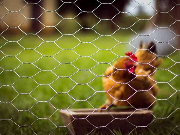 A chicken on the grassland and enclosed by chicken wire poultry netting.