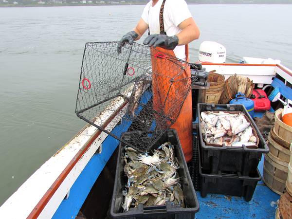 A man is preparing to put the hex crab traps into water.
