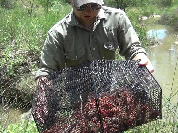 A man is holding a crawfish trap, which is full of crawfish.