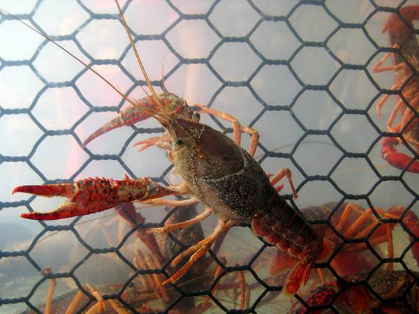 Several crawfish in the chicken wire crawfish trap.
