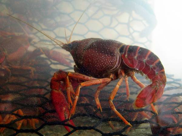 A crawfish in the hexagonal wire mesh crawfish trap and the opening is small.