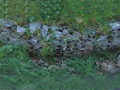 Some green plant grow in the spacing of stones beside the river.