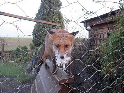 A fox is out of the galvanized chicken mesh which mouse has chicken feather.
