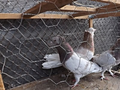 Three pigeons are fenced in galvanized hexagonal chicken wire mesh.
