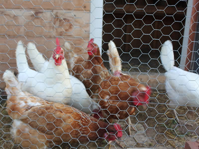 Six chickens are fenced in galvanized chicken wire in front of the coop.