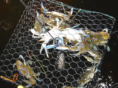 Several blue crab in the hexagonal mesh crab trap.