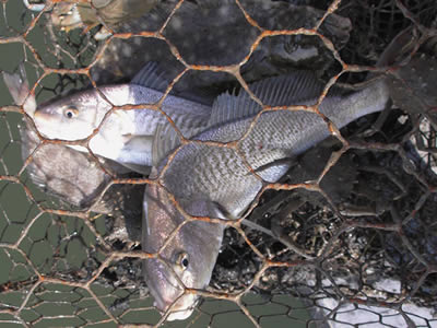 Several fishes in the hexagonal crab trap.