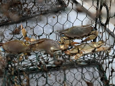 Several crabs in the hexagonal mesh crab trap.