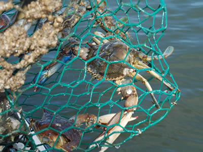 Several crabs in the green color PVC coating hexagonal mesh crab trap.
