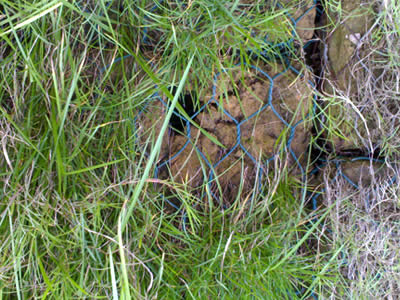 Planting growing bricks are packed into the hexagonal wire mesh cages, plants have grown out.