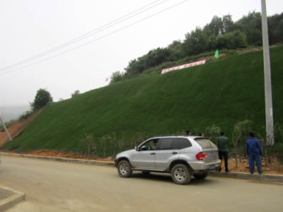 Several people are examining the results of slope greening.