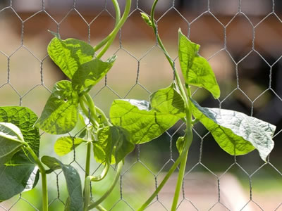 Green vine plant climbs up through galvanized hexagonal wire mesh.