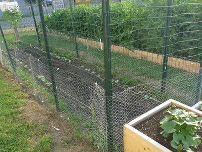 A piece of land grown green plants is fenced by hexagonal wire mesh.