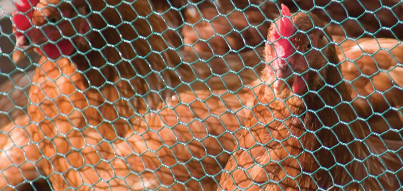 Some chickens are fenced in green PVC coated chicken wire.