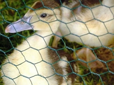 There are two ducks fenced in PVC coated hexagonal wire mesh.