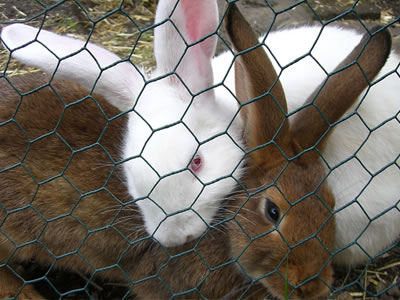 A gray rabbit and a white rabbit are fenced in PVC coated hexagonal wire mesh.