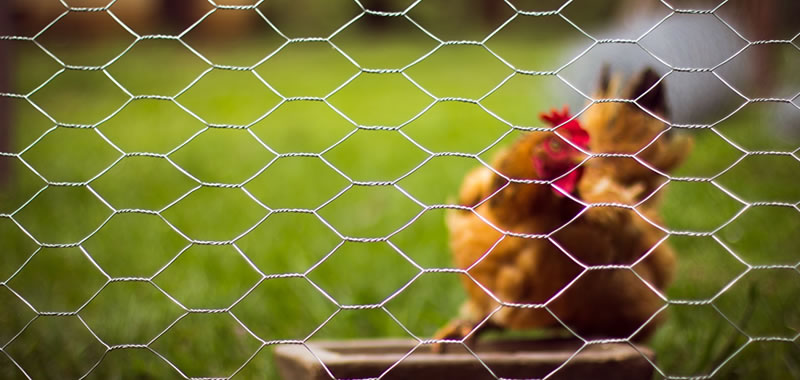 A chicken is behind stainless steel hexagonal wire mesh.