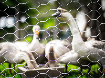 There are several geese fenced in stainless steel hexagonal wire mesh.