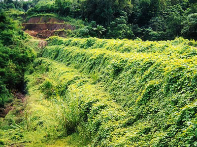 Plants have spread all over a three step-terrain slope.