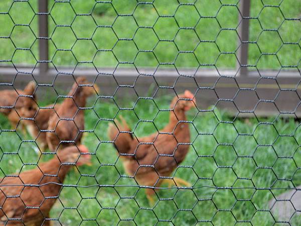 Several chickens are on the grassland enclosed by vinyl coated chicken wire.