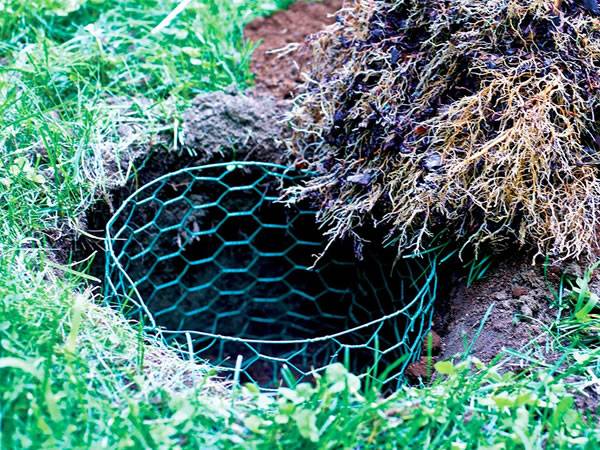 A cylindrical vinyl coated chicken wire in the hole.