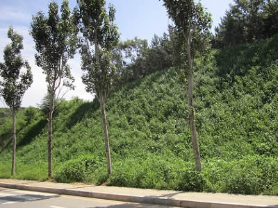 Trees are standing before the vegetated slope.